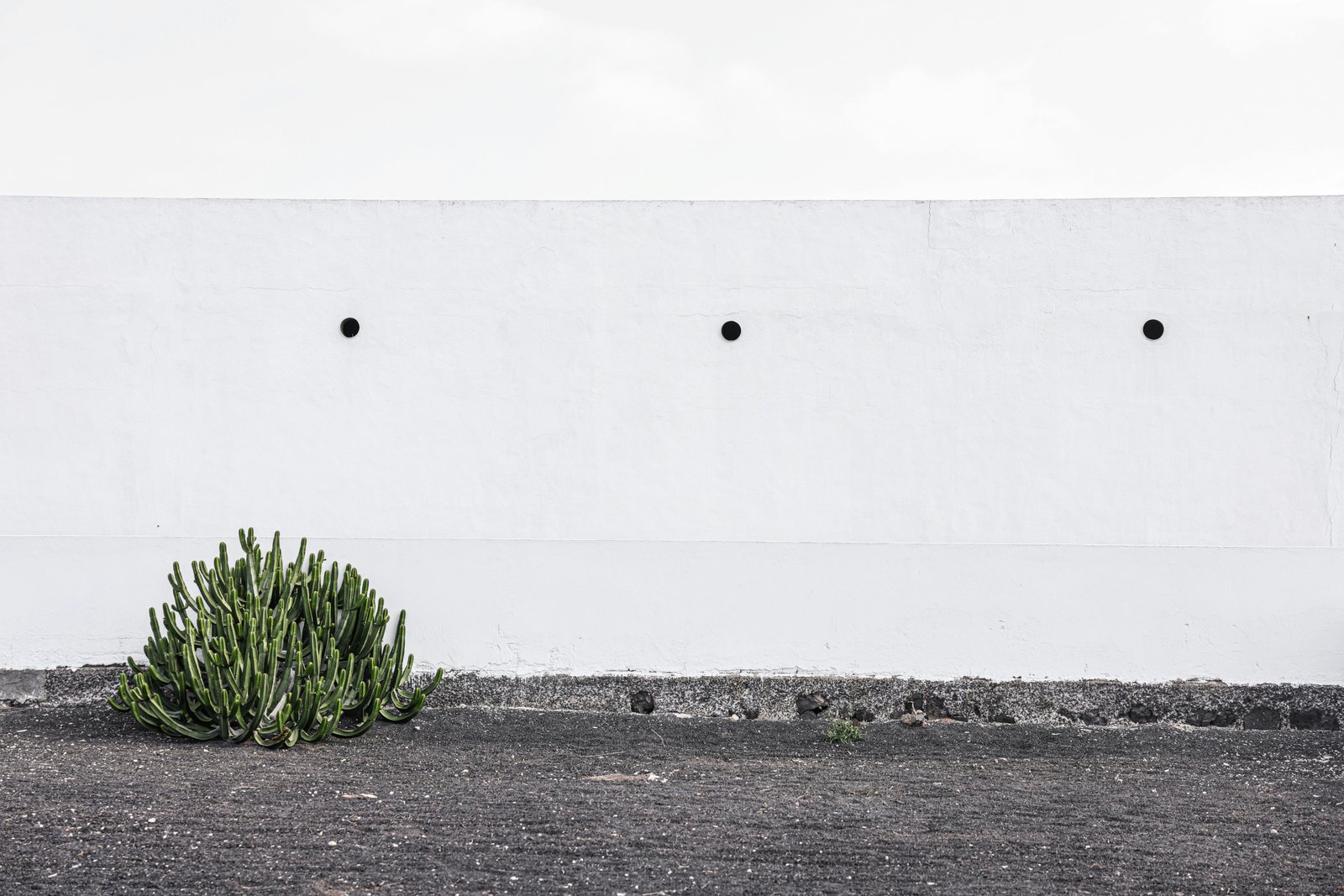 Minimalist cactus against white wall