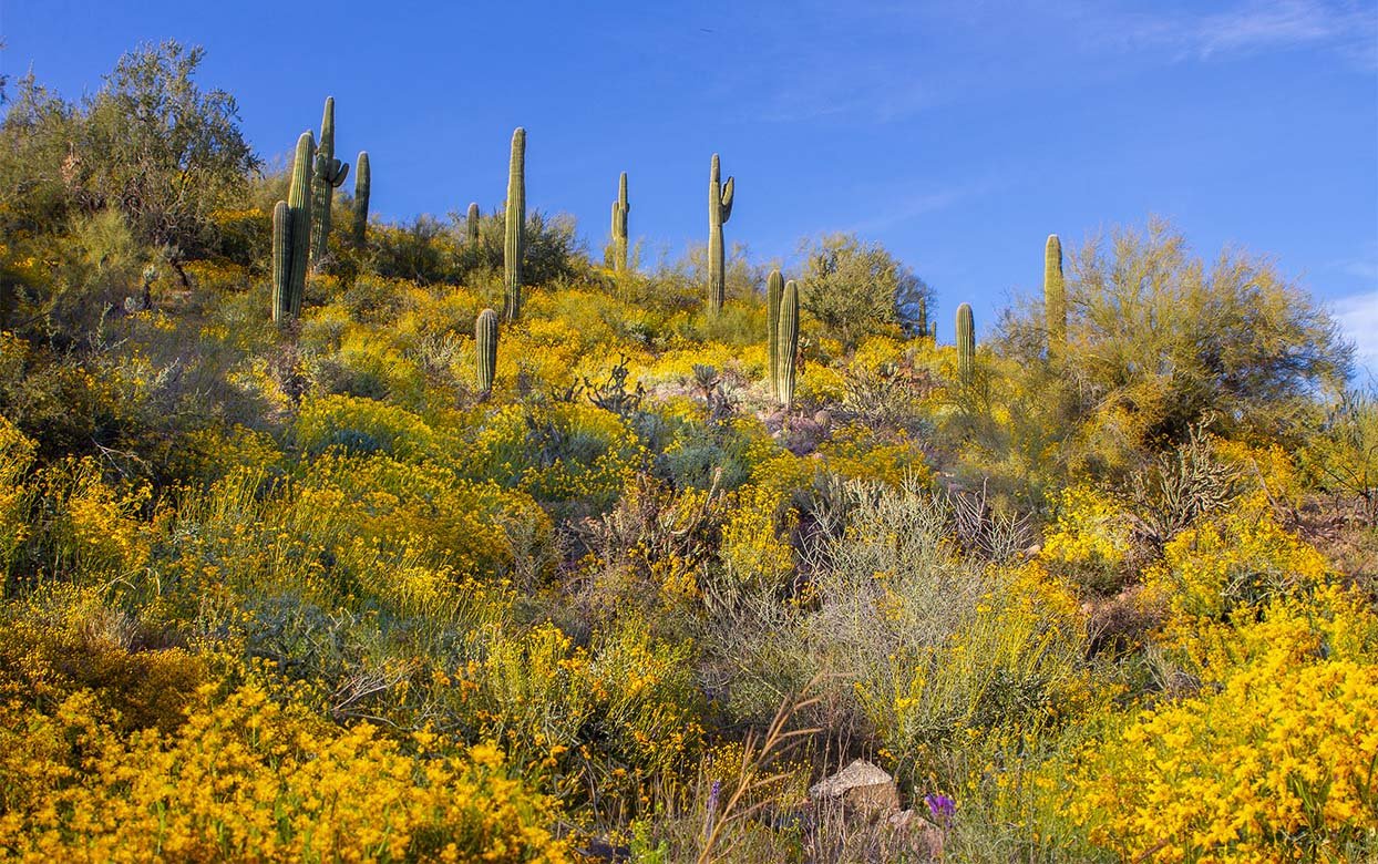 Saguaro hillside with yellow brittlebush in bloom